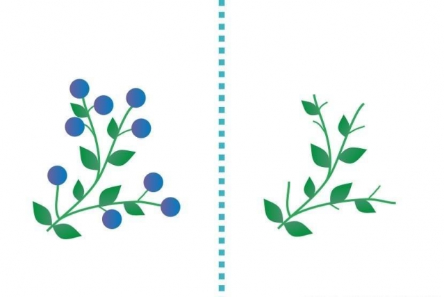 Рисуем пальчиками Рисуем пальчиками