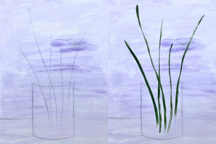 Верба в стакане