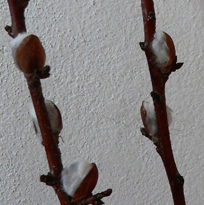 Весенние веточки вербы Весенние веточки вербы