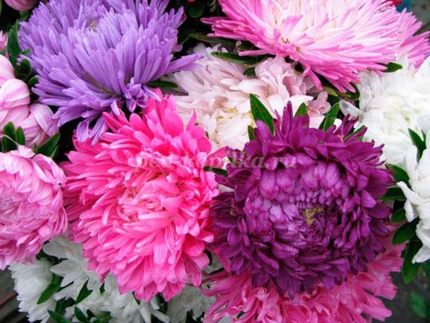 ​Как нарисовать астры в вазе: часть 1