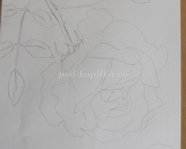 Рисование розы цветными карандашами: часть 1