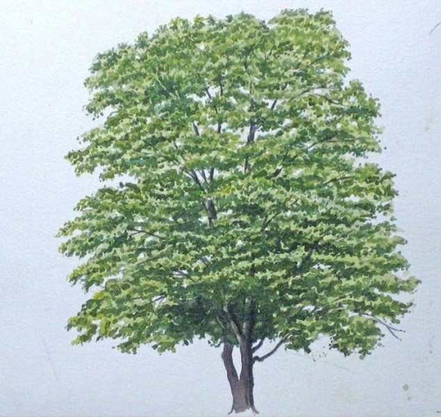 Рисуем мощное дерево