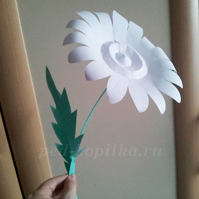 Большие ромашки