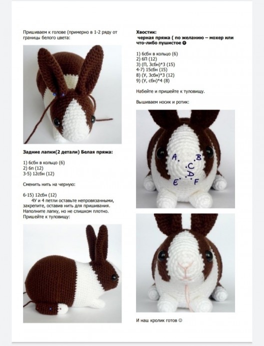 Голландский кролик Голландский кролик