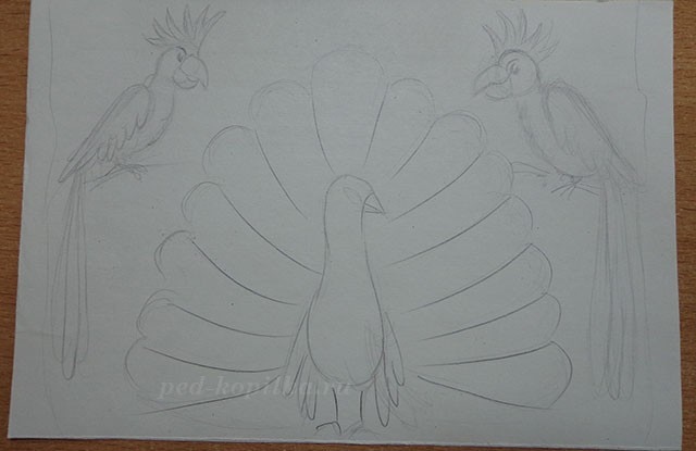 Попугаи и павлин