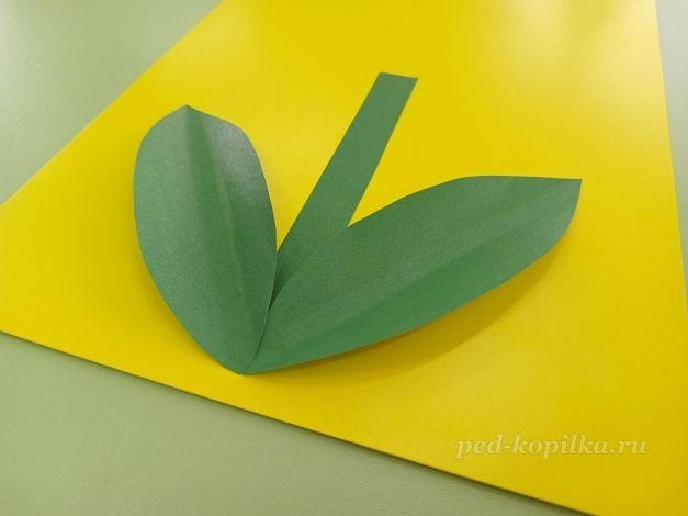 Цветок гиацинт: часть 2