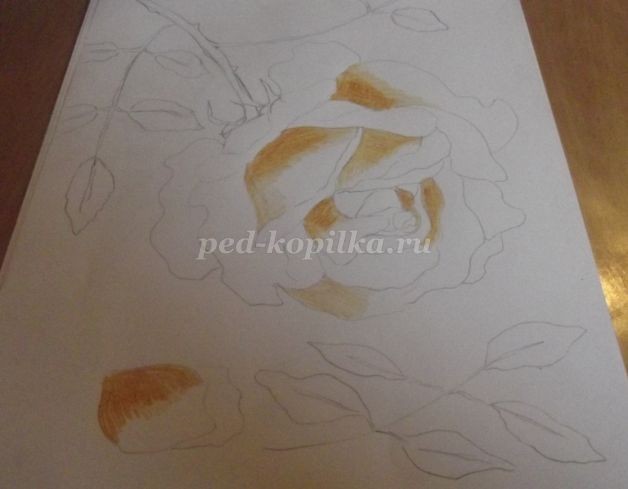 Рисование розы цветными карандашами: часть 1