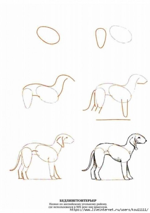 Рисуем самых разных собак