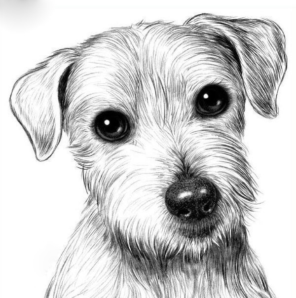 ​Рисуем собаку карандашом