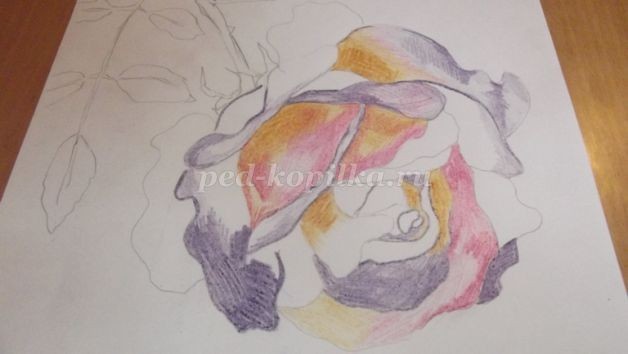 Рисование розы цветными карандашами: часть 1