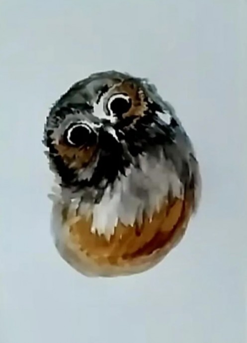 Сова на ели Сова на ели