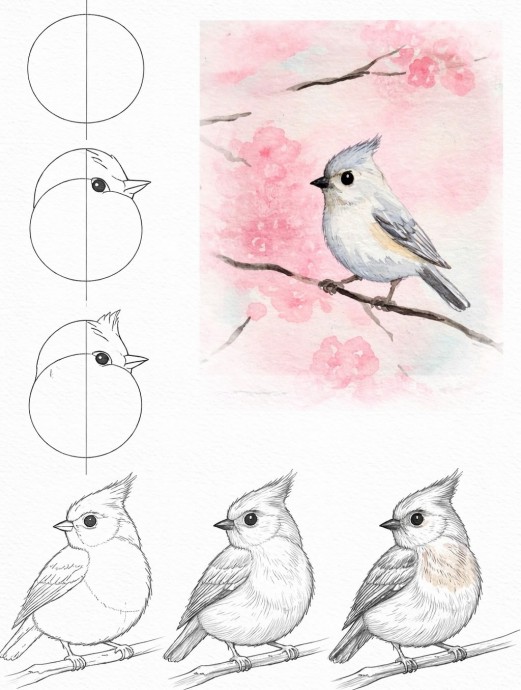 Рисуем разных птичек