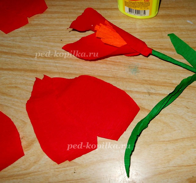 Цветущий амариллис Цветущий амариллис