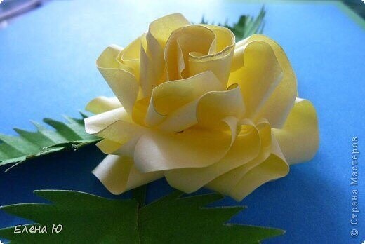 Объемные розы из бумаги Объемные розы из бумаги