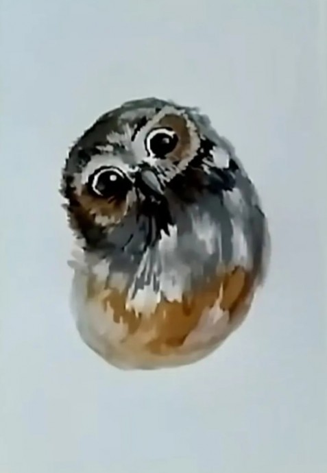 Сова на ели Сова на ели