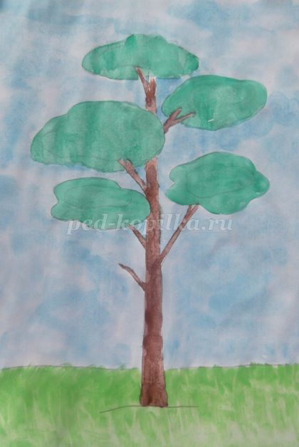 Рисование сосны в технике акварель