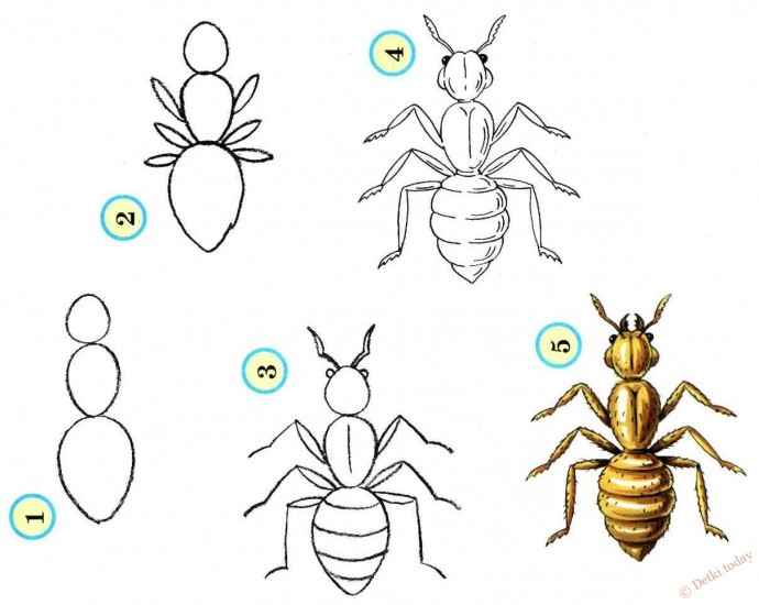 ​Как нарисовать муравья