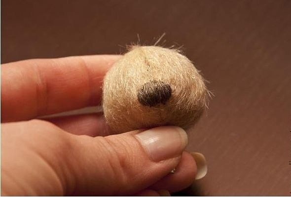 Пушистый медвежонок Пушистый медвежонок