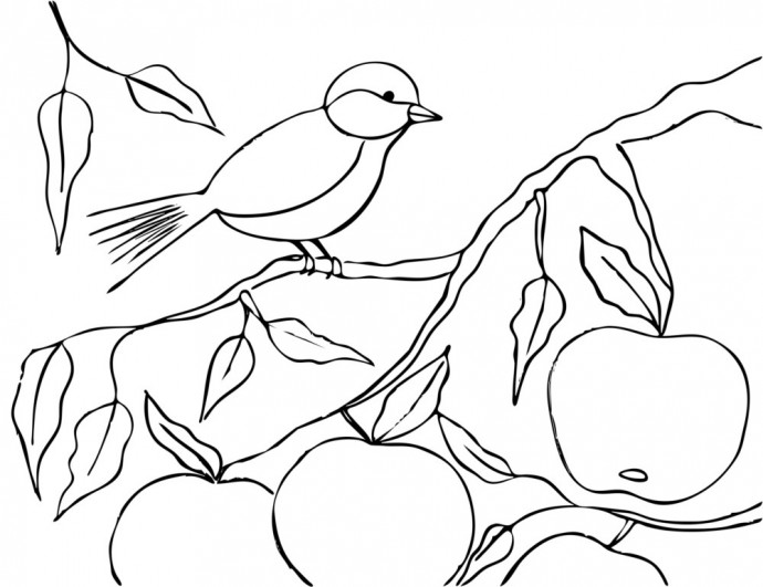 ​Птичка на ветке с яблоками