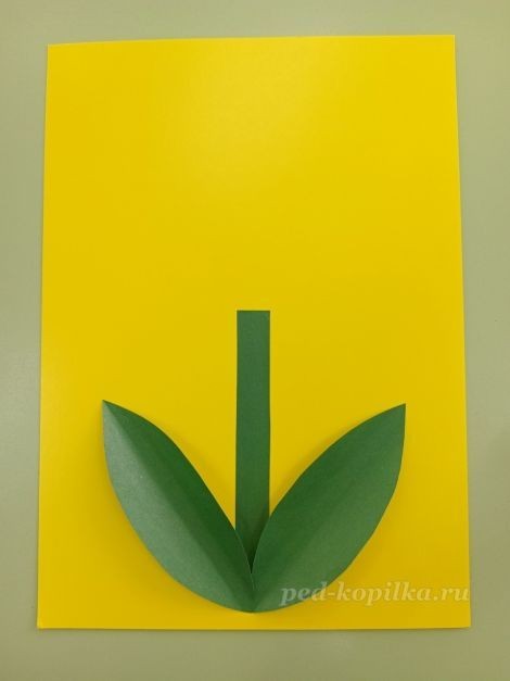 Цветок гиацинт: часть 2