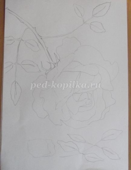 Рисование розы цветными карандашами: часть 1
