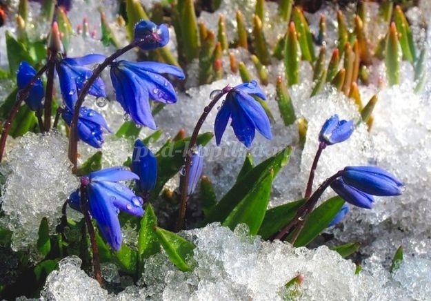 Подснежники для мамочки: часть 1 Подснежники для мамочки: часть 1