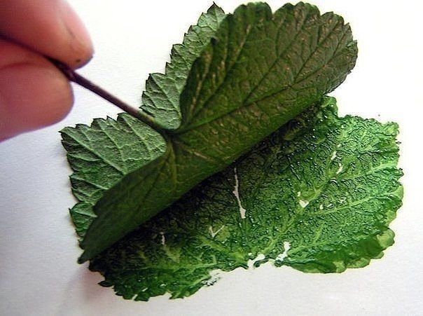 Рисуем смородинку листьями и тычками Рисуем смородинку листьями и тычками