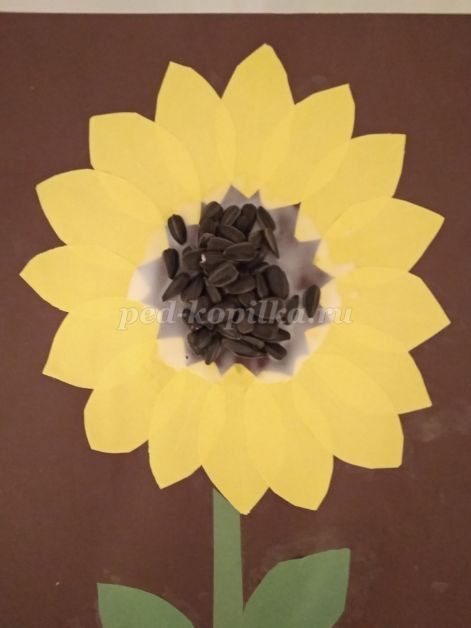 Подсолнух: часть 2