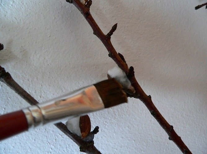 Ветки вербы к Пасхе Ветки вербы к Пасхе