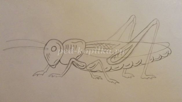 ​Рисуем кузнечика: часть 1