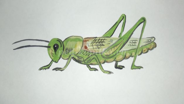Рисуем кузнечика: часть 2 Рисуем кузнечика: часть 2