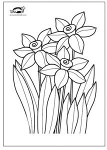 ​Интересные нарциссы