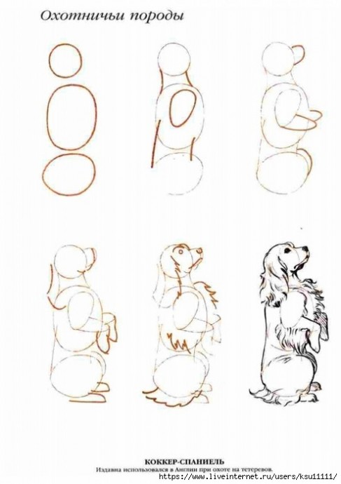 Рисуем собак Рисуем собак