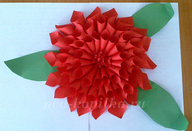 Георгина из кулёчков Георгина из кулёчков