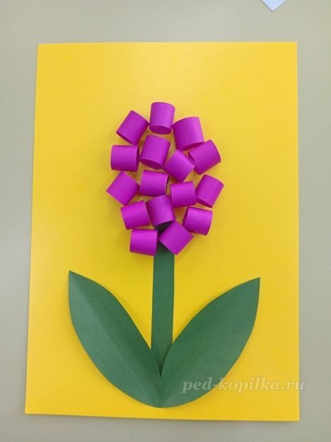 Цветок гиацинт: часть 3