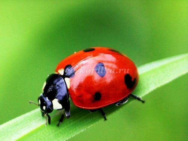 Рисование клубники и божьей коровки