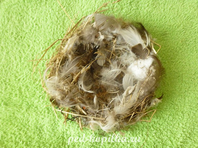 Торцевание на пластилине: цыпленок и курица Торцевание на пластилине: цыпленок и курица