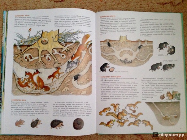 3D поделка "Жизнь леса"