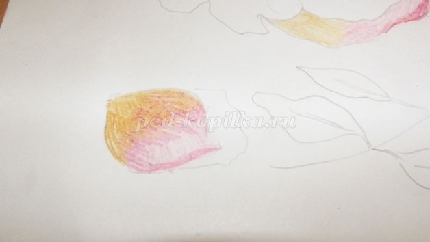 Рисование розы цветными карандашами: часть 1