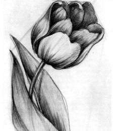 Учимся рисовать тюльпаны