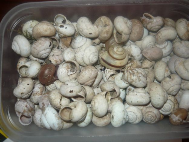 Аппликация "Овечка" из природного материала: часть 1