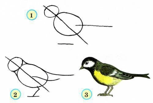 Рисуем птичек пошагово