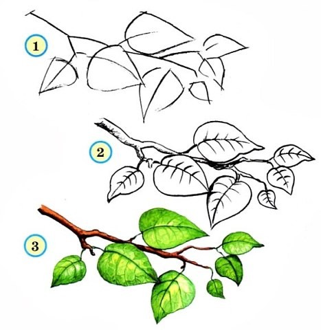 Рисуем с малышами деревья и листья