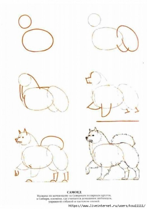 Рисуем собак