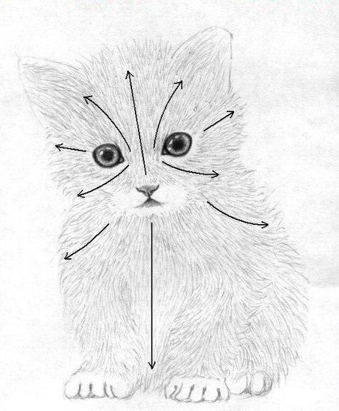 ​Учимся рисовать милого котенка