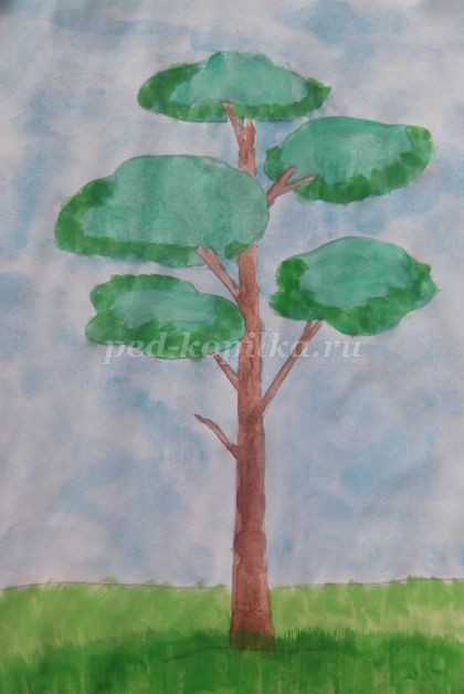 Рисование сосны в технике акварель