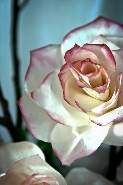​Роза из белой бумаги с разукрашенными краями