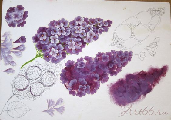 Как рисовать сирень и гортензию