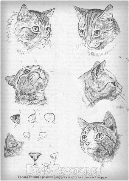 ​Учим детей рисовать кошек