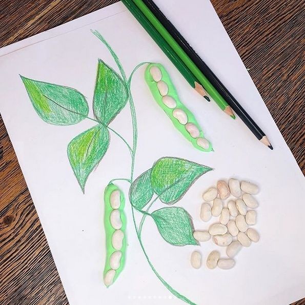 Объединение рисунка и аппликации с использованием семян